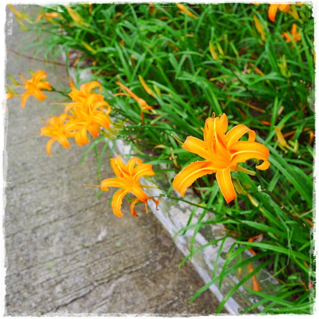 慈音山莊賞金針花