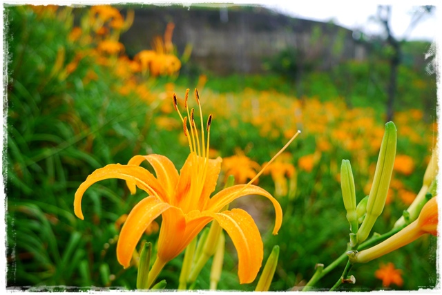 慈音山莊賞金針花