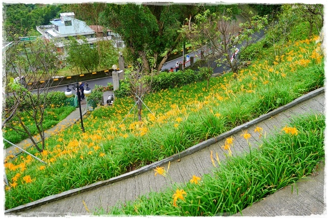 慈音山莊賞金針花