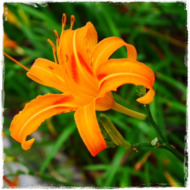 慈音山莊賞金針花