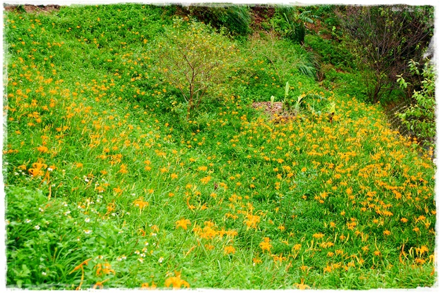 慈音山莊賞金針花