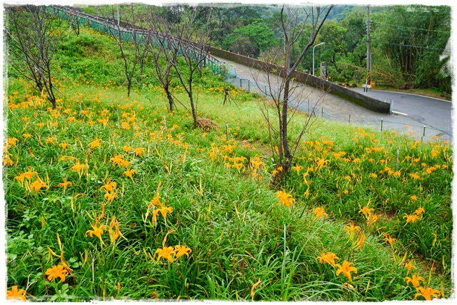 慈音山莊賞金針花