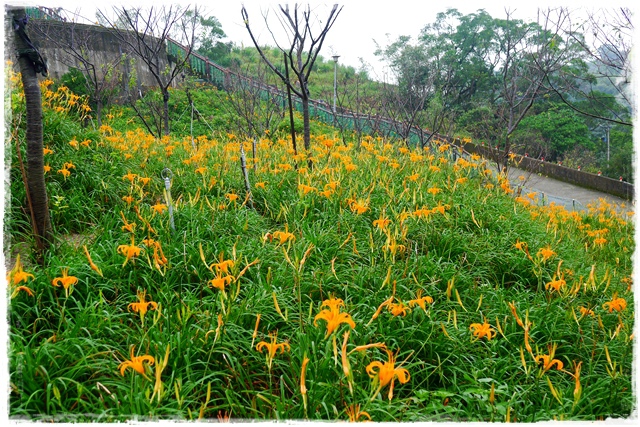 慈音山莊賞金針花