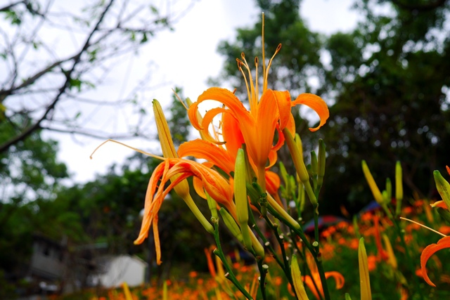 慈音山莊賞金針花