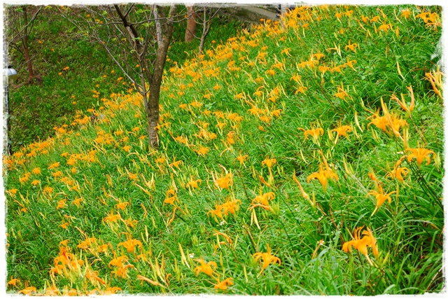 慈音山莊賞金針花