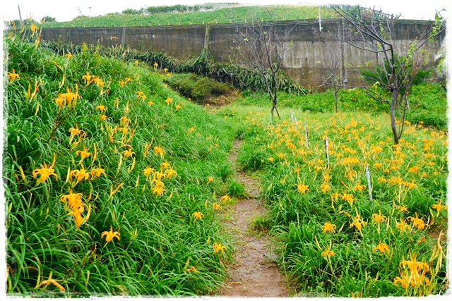 慈音山莊賞金針花