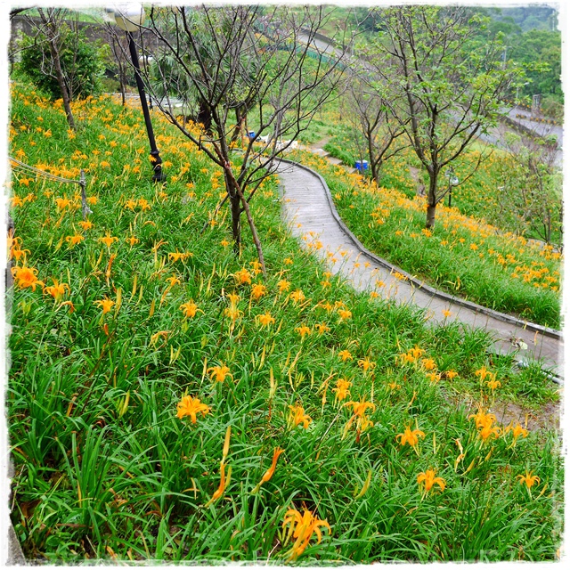 慈音山莊賞金針花