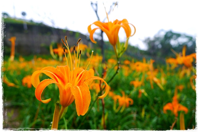慈音山莊賞金針花