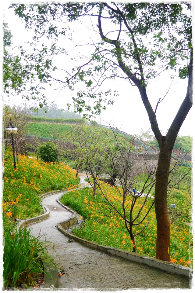 慈音山莊賞金針花