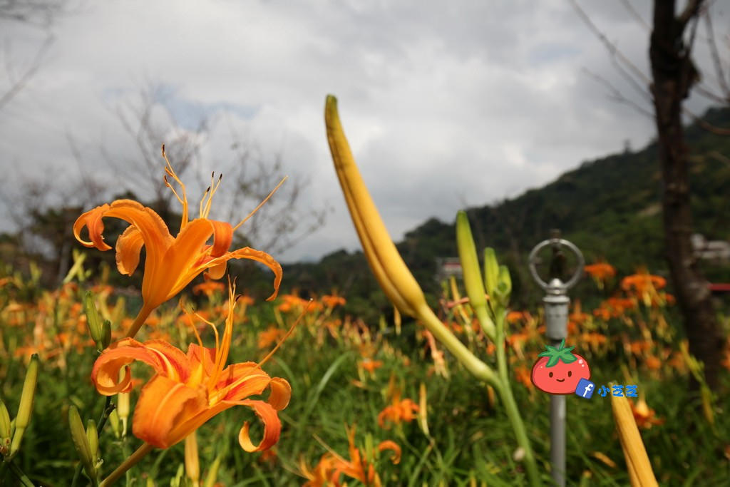 台北金針花 木柵 慈音山莊農場
