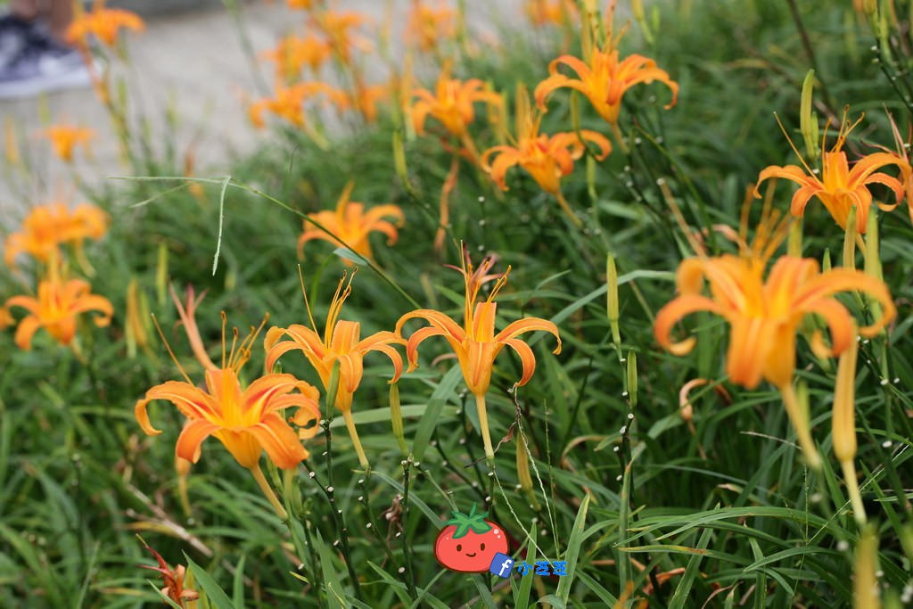 台北金針花 木柵 慈音山莊農場