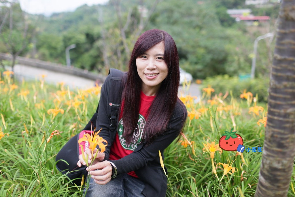 台北金針花 木柵 慈音山莊農場