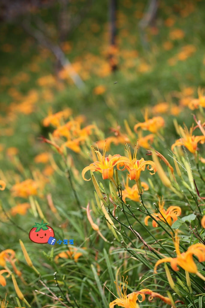 台北金針花 木柵 慈音山莊農場