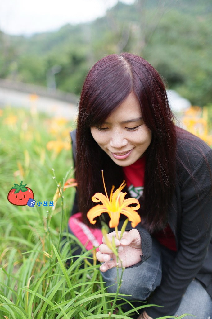 台北金針花 木柵 慈音山莊農場