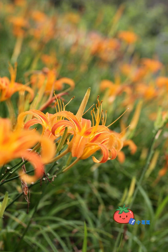 台北金針花 木柵 慈音山莊農場