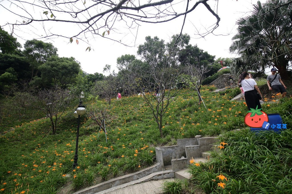 台北金針花 木柵 慈音山莊農場