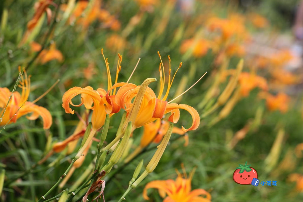 台北金針花 木柵 慈音山莊農場