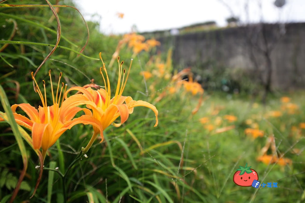 台北金針花 木柵 慈音山莊農場