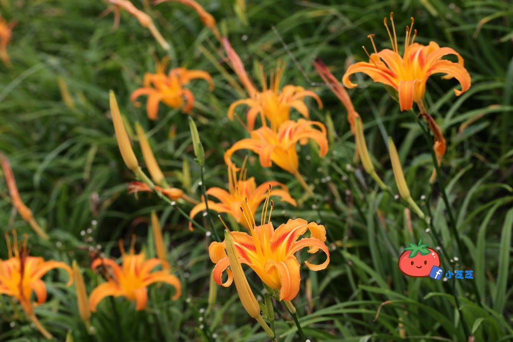台北金針花 木柵 慈音山莊農場