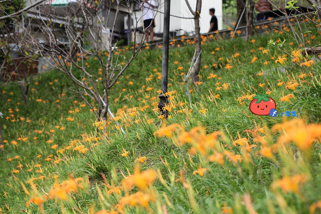 台北金針花 木柵 慈音山莊農場