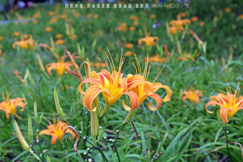 2016.09.25~台北木柵~文山區老泉里~慈音山莊~金針花