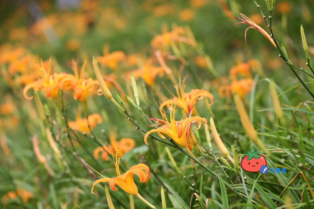 台北金針花 木柵 慈音山莊農場