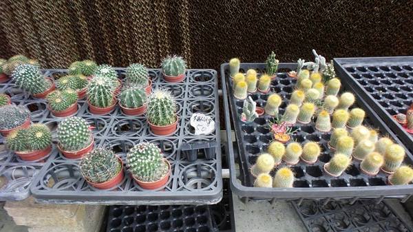 苗栗花露休閒農場:【苗栗景點】花露休閒農場