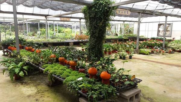 苗栗花露休閒農場:【苗栗景點】花露休閒農場