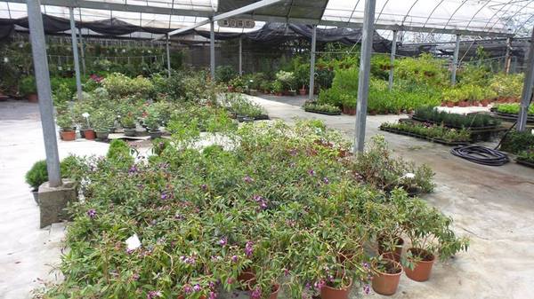 苗栗花露休閒農場:【苗栗景點】花露休閒農場