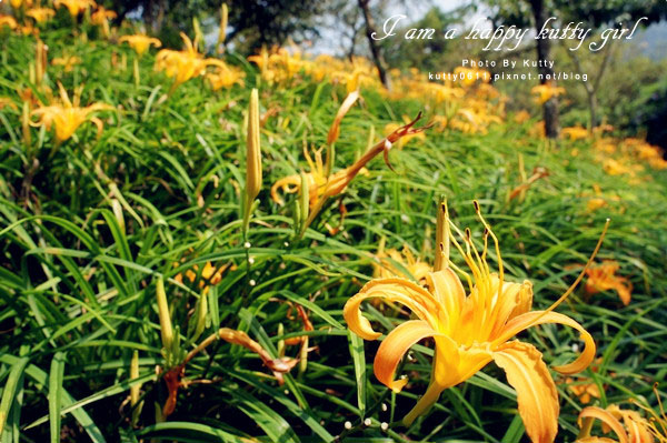 2014-8-24薰衣草森林 (49).jpg