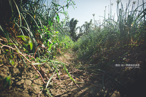 中新里韭菜花田：【趴趴走】遇見本季最後的浪漫--大溪韮菜花田