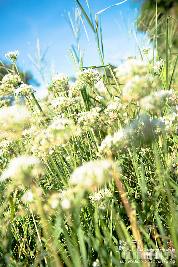 中新里韭菜花田：【趴趴走】遇見本季最後的浪漫--大溪韮菜花田