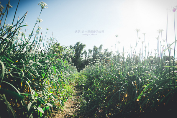 中新里韭菜花田：【趴趴走】遇見本季最後的浪漫--大溪韮菜花田
