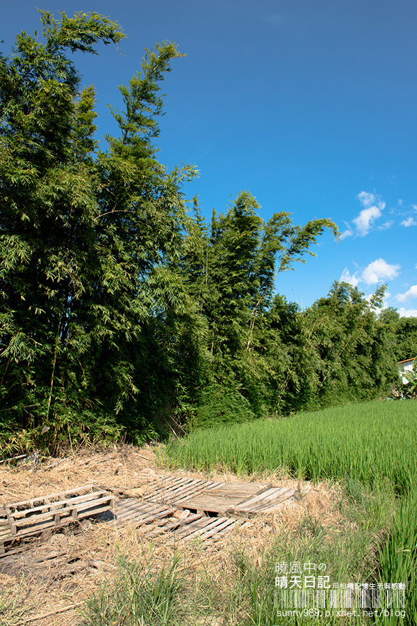 中新里韭菜花田：【趴趴走】遇見本季最後的浪漫--大溪韮菜花田