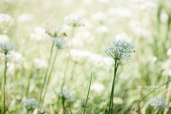 中新里韭菜花田：【趴趴走】遇見本季最後的浪漫--大溪韮菜花田
