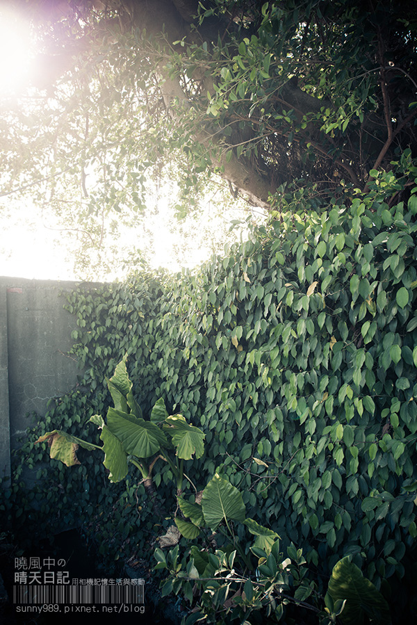 中新里韭菜花田：【趴趴走】遇見本季最後的浪漫--大溪韮菜花田