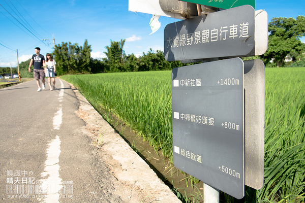 中新里韭菜花田：【趴趴走】遇見本季最後的浪漫--大溪韮菜花田