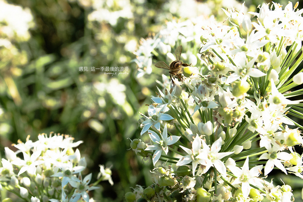 中新里韭菜花田：【趴趴走】遇見本季最後的浪漫--大溪韮菜花田
