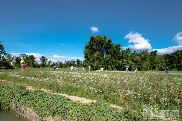 中新里韭菜花田：【趴趴走】遇見本季最後的浪漫--大溪韮菜花田