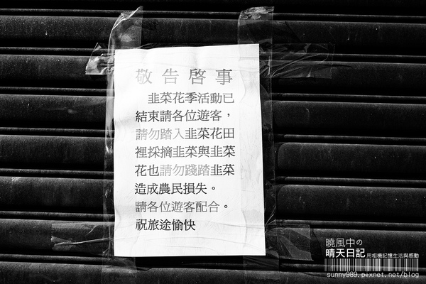 中新里韭菜花田：【趴趴走】遇見本季最後的浪漫--大溪韮菜花田