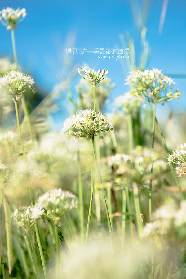 中新里韭菜花田：【趴趴走】遇見本季最後的浪漫--大溪韮菜花田
