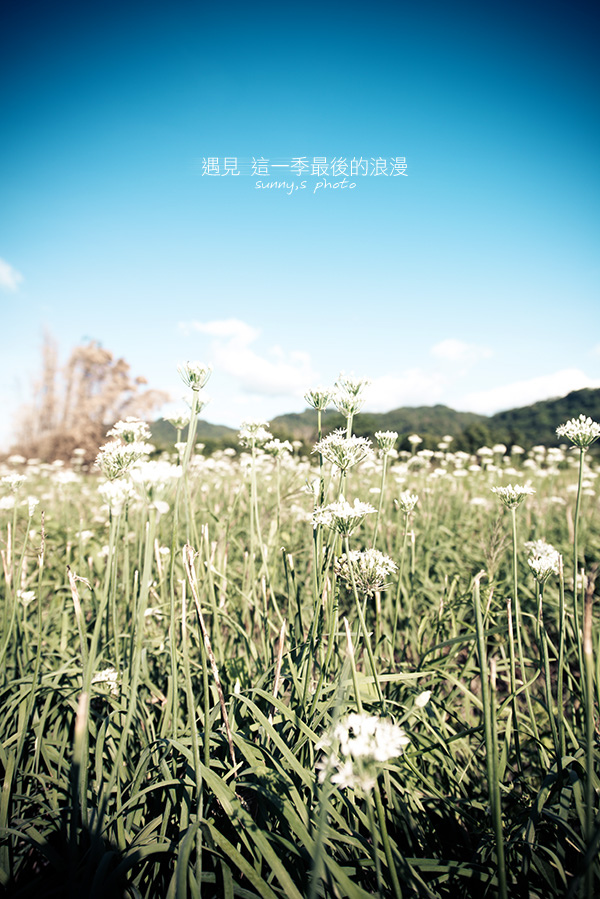 中新里韭菜花田：【趴趴走】遇見本季最後的浪漫--大溪韮菜花田