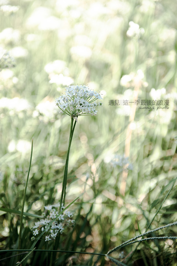 中新里韭菜花田：【趴趴走】遇見本季最後的浪漫--大溪韮菜花田