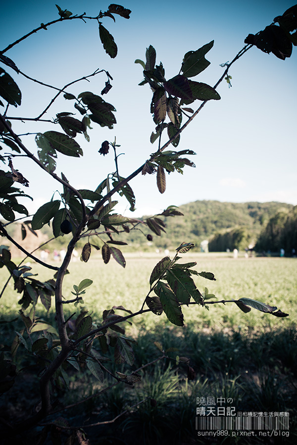 中新里韭菜花田：【趴趴走】遇見本季最後的浪漫--大溪韮菜花田