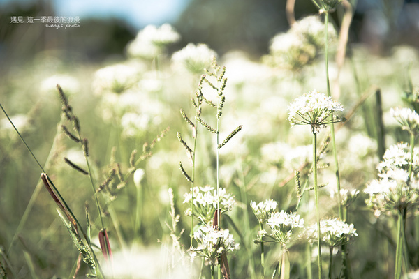 中新里韭菜花田：【趴趴走】遇見本季最後的浪漫--大溪韮菜花田