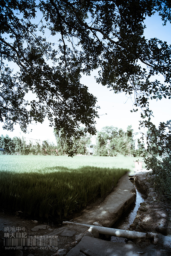 中新里韭菜花田：【趴趴走】遇見本季最後的浪漫--大溪韮菜花田