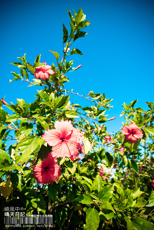 中新里韭菜花田：【趴趴走】遇見本季最後的浪漫--大溪韮菜花田