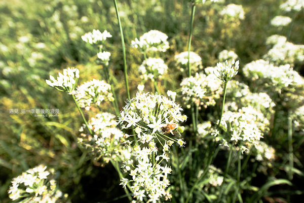 中新里韭菜花田：【趴趴走】遇見本季最後的浪漫--大溪韮菜花田