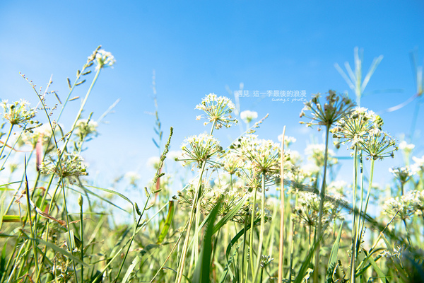 中新里韭菜花田：【趴趴走】遇見本季最後的浪漫--大溪韮菜花田