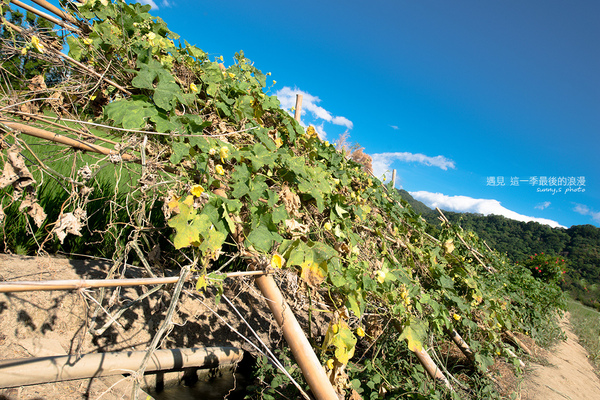 中新里韭菜花田：【趴趴走】遇見本季最後的浪漫--大溪韮菜花田